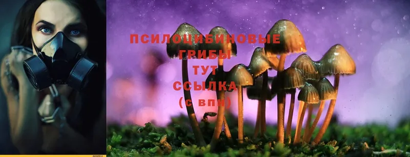 Псилоцибиновые грибы Cubensis  Адыгейск 